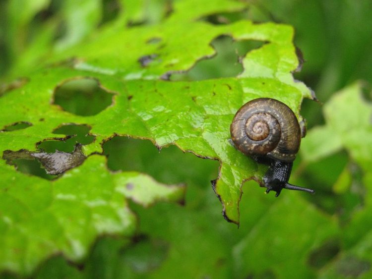 Exploring Natural Solutions: The Effectiveness of Herbal Bug Repellents