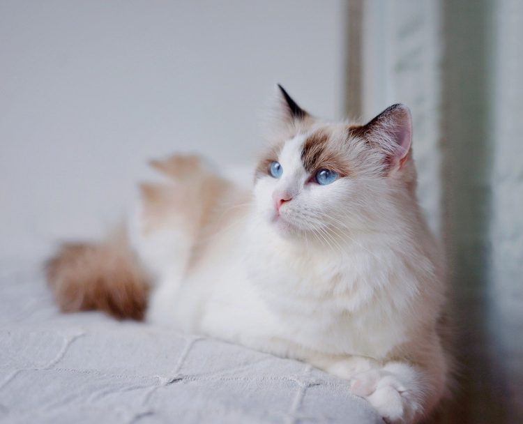 Unveiling the Secrets of Effective Watering Techniques