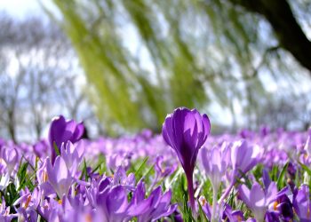 Optimizing Climatic Conditions for Enhanced Plant Growth