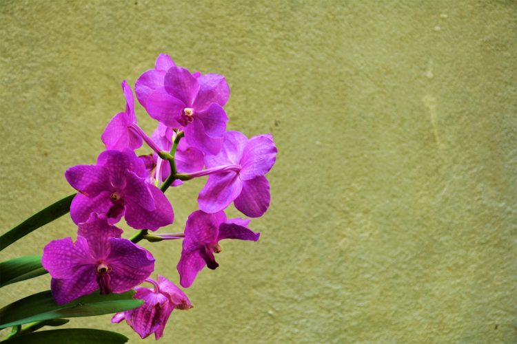 Unlocking the Secrets of Indoor Gardening