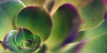 A Guide to Choosing the Perfect Indoor Plant Pot