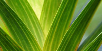 Photosynthesis and Growth: Understanding Plant Light Requirements