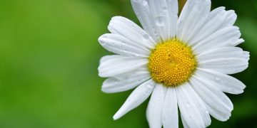 Secrets to Healthy and Beautiful Plants Revealed