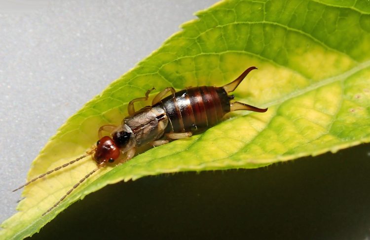 Nature’s Shield: Exploring Safe and Effective Natural Bug Repellents