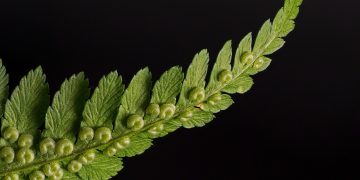 Unlocking Growth Secrets: Optimal Strategies for Plant Fertilization
