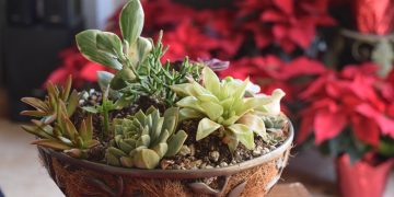 Unlocking the Secrets of Indoor Gardening: Essential Tips for Thriving Houseplants
