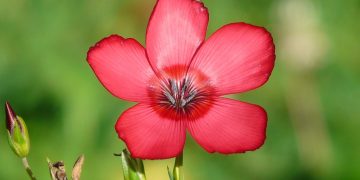 Mastering the Art of Indoor Plant Care: Secrets to a Thriving Green Space
