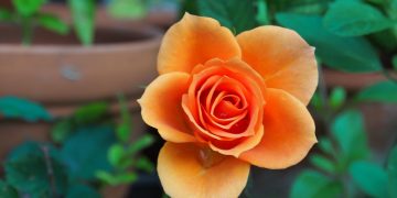 Shedding Light on Growth: Essential Light Requirements for Indoor Gardening