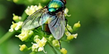 Unwanted Visitors: Effective Strategies for Controlling Common Garden Pests