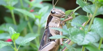 Effective Pest Control: Integrating Natural and Chemical Strategies for a Pest-Free Home