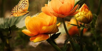 Reviving Your Green Friends: Secrets to Successful Plant Repotting