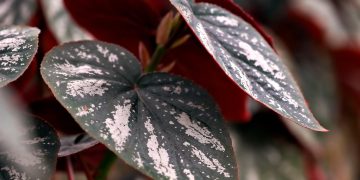 Mastering the Art of Plant Repotting: Techniques and Tips for Healthier Plants