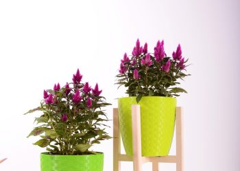 Eco-Friendly Choices in Indoor Plant Pots