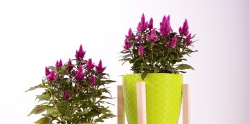 Eco-Friendly Choices in Indoor Plant Pots
