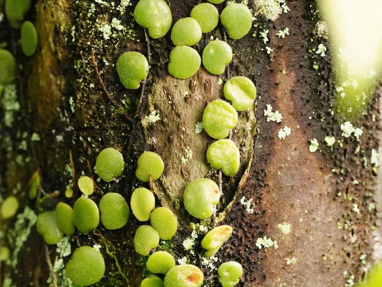 Unlocking the Secrets of Plant Growth:Optimizing Fertilization Techniques for Maximum Yield