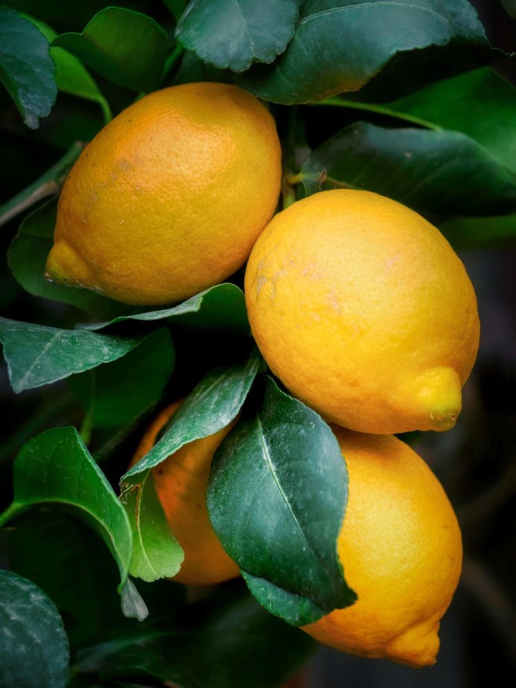 From Sun to Shade: How Different Plants Thrive Under Varying Light Conditions