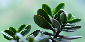 Optimizing Indoor Plant Growth: Essential Tips for Thriving Houseplants