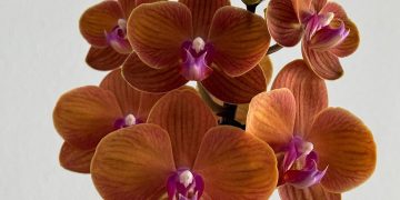 Maximizing Your Greens: Innovative Approaches to Space-Saving Indoor Gardening