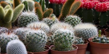 Healthy Plants