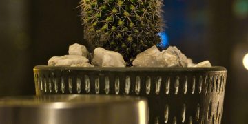 Enhancing Indoor Air Quality: The Power of Air-Purifying Houseplants