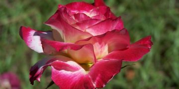 Green Defense: Innovative Strategies for Plant Disease Prevention