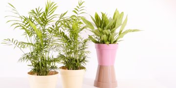 Maximizing Small Spaces for Lush Indoor Gardens