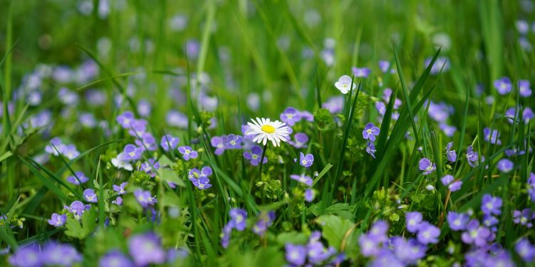 Tips for Fertilizing Your Plants Wisely