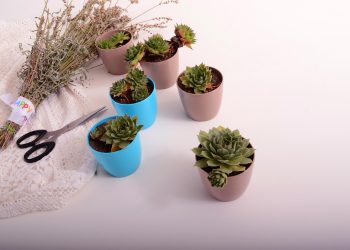 Green Spaces Within: Harnessing the Power of Indoor Gardening