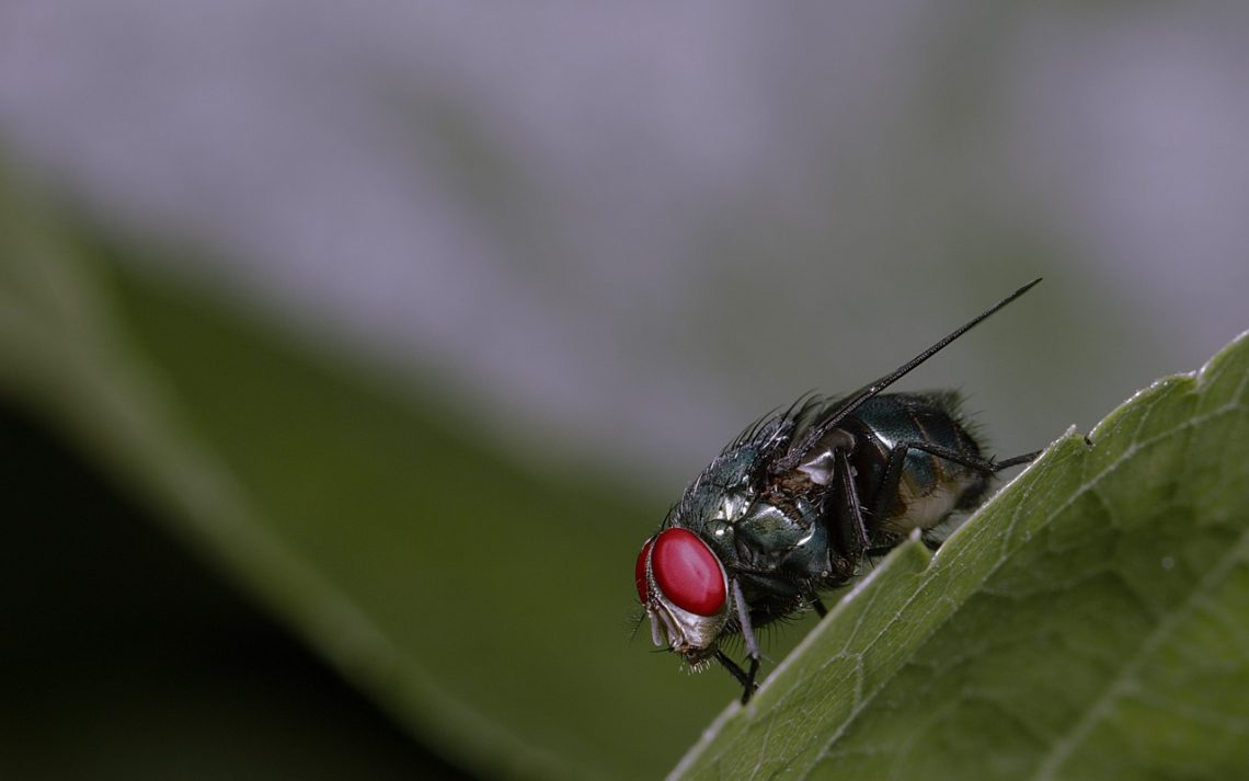 Uninvited Guests: Common Garden Pests and How to Combat Them
