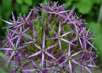 Advances in Remote Sensing for Precision Agriculture