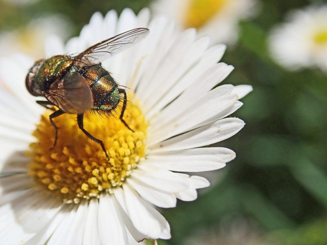 Natural Enemies: Harnessing Beneficial Insects for Organic Pest Management