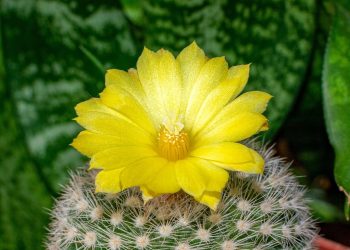 Unveiling Nature’s Air Filters: The Hidden Power of Houseplants in Purifying Indoor Air