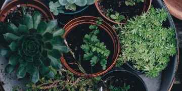 Breathing Easy: How Air-Purifying Houseplants Can Transform Your Home Environment