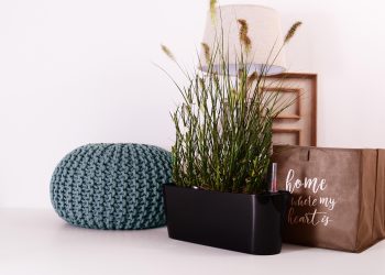 Green Guardians of the Indoor Air: Exploring the Benefits of Air-Purifying Houseplants