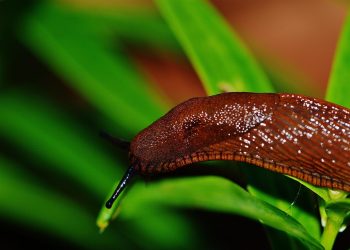 Unwanted Invaders: Effective Strategies for Managing Garden Pests