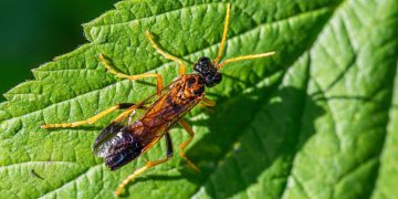 Emerging Threats in Agricultural Health: Tackling the Rise of Plant Diseases