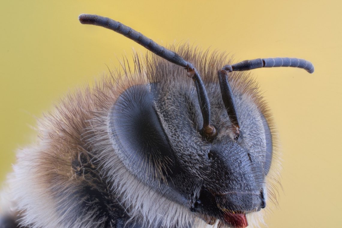 Innovative Approaches to Pest Control
