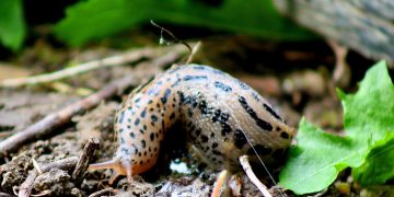 Engineering the Future:Fighting Back with Disease-Resistant Plants