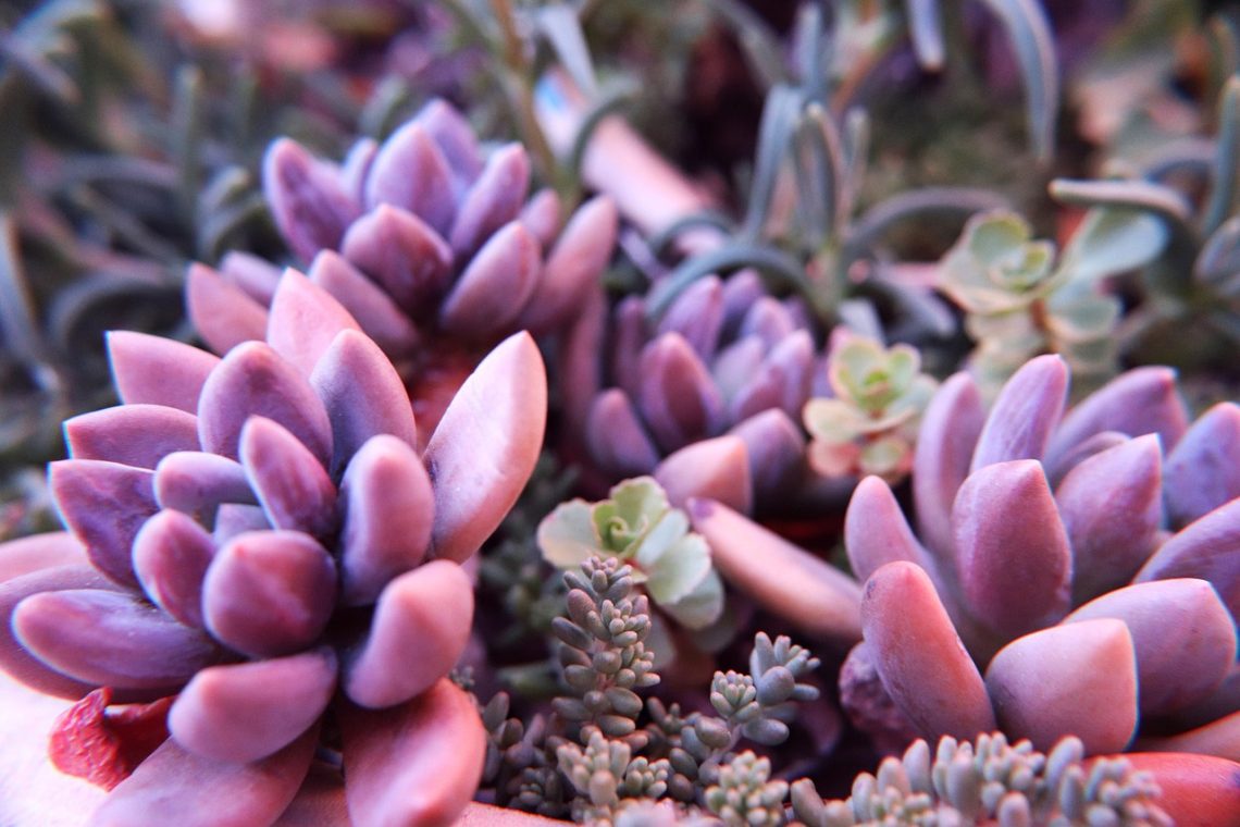 Secrets to Thriving Indoor Gardens: Mastering Light