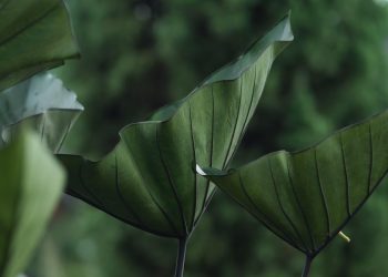 Mastering the Art of Indoor Plant Care