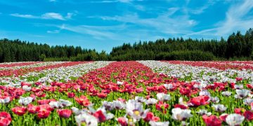 Unveiling the Secrets to Perfect Indoor Gardening