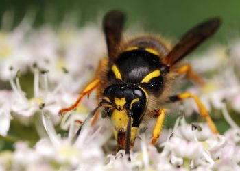 Invasion in the Garden: Understanding and Managing Common Pests