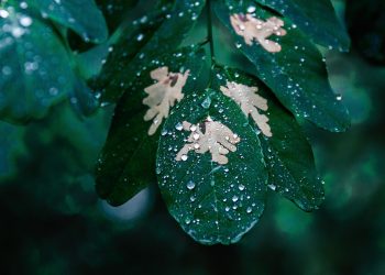 Reviving Dying Plants: Expert Advice