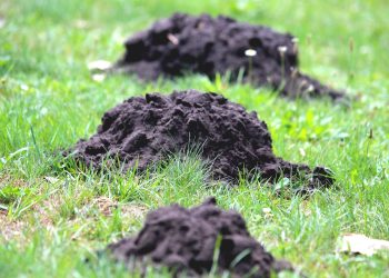 Organic Solutions for Garden Pests: Harnessing Nature's Ingenuity