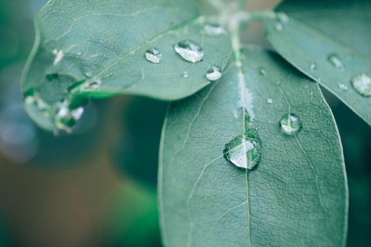 Mastering Moisture: Secrets to Perfectly Watered Plants