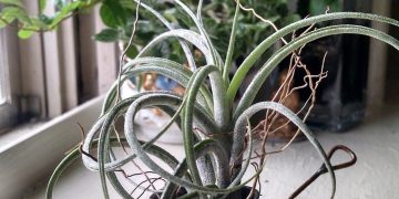 Secrets to Thriving Houseplants: Unlocking the Beauty of Indoor Gardening