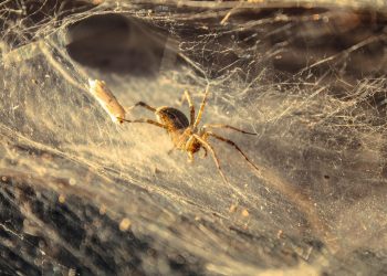 Effective Solutions for Safer Environments