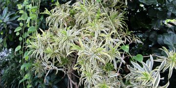 Unleashing Nature Indoors: Mastering the Art of Indoor Garden Design