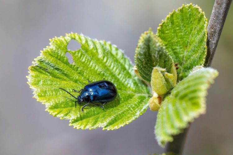 Uninvited Guests: Tackling Common Garden Pests and Their Impact on Plant Health