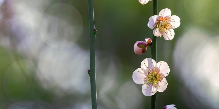 Natural Pest Control Strategies for Gardeners